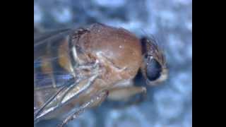 Buckelfliege Humpbacked Fly  Probably Megaselia scalaris aka coffin fly [upl. by Adnarb402]