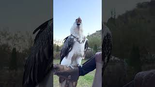 Vulture swallows big bone whole 😳🤯  🎥 Viralhog [upl. by Verras201]