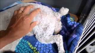 My First Delivery  5 kiddos Toy Poodle  Maltipoo puppies [upl. by Notak252]