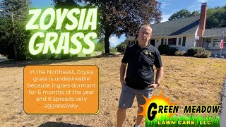 Zoysia Grass Zoysia Grass Control in the Northeast [upl. by Nnylram652]