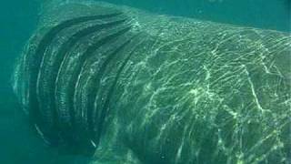 Basking shark up close [upl. by Declan]