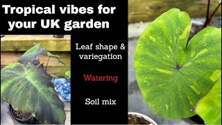 A Plant To Add Tropical Vibes To Your Garden  Colocasia Tropical Garden UK [upl. by Ameekahs317]