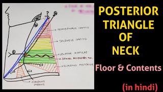 Posterior Triangle of Neck  Triangles of Neck  Head amp Neck [upl. by Nolham]