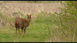 Muntjac deer at Harrington Airfield Northants [upl. by Ahdar145]