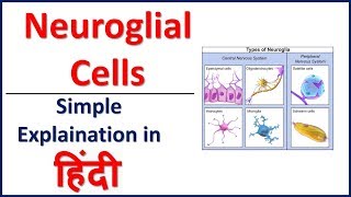 Neuroglial Cells Glial Cells Simple Explaination in Hindi  Bhushan Science [upl. by Aihseym]