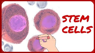 Stem Cells  Classification and Morphology [upl. by Adrial]