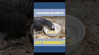 Can African Grey Parrots Eat Bananas [upl. by Nnaeirual]