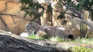 Pallass cat レフくんとポリーちゃん マヌルネコ IMG 0931 [upl. by Elmaleh770]