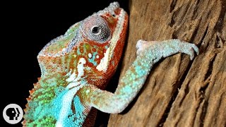 Natures Mood Rings How Chameleons Really Change Color  Deep Look [upl. by Okimuk]