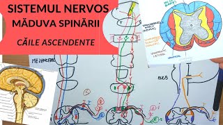 ADMITERE MEDICINA SISTEMUL NERVOS 5 MADUVA SPINARII  CAILE ASCENDENTE [upl. by Thin]