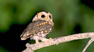 15 Owl Flammulated Female bark nestling begging snore [upl. by Htesil]