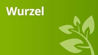 Aufbau und Funktion der Wurzel  Biologie  Pflanzen und Pilze [upl. by Yhtnomit983]