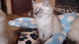 Siberian neva masquerade available kittens for sale cattery of siberian neva masquerade kittens [upl. by Biddy]