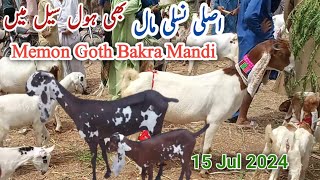 Score The Best Deals At Memon Goth Chipast Market In Karachis Bakra Mandi [upl. by Ssecnirp]