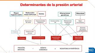 FISIOPATOLOGÍA  Semana 7  Hipertensión Arterial [upl. by Langelo]