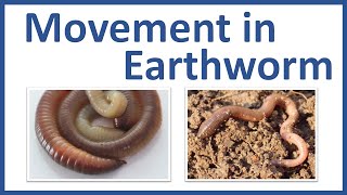 Movement in Earthworm  Movement of Earthworm Class 6  Earthworm Locomotion  Earthworm Movement [upl. by Woo]