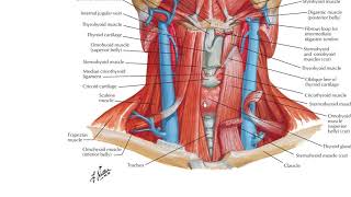 Infrahyoid muscles [upl. by Shalom243]