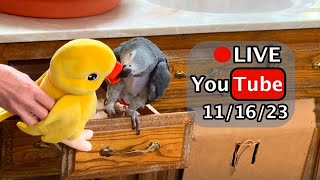 Einstein Parrot FB Live Replay 111623 [upl. by Folly138]