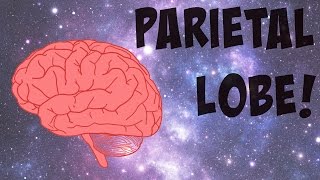 The Parietal Lobe Explained [upl. by Ecirtemed891]