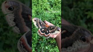 Cecropia Moth Handling [upl. by Enaitsirk]