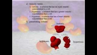 Molecular Transport  Part 1 [upl. by Yelreveb]