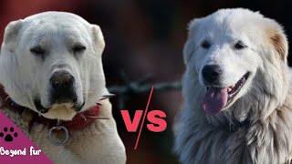 Maremmano Abruzzese Sheepdog vs AkbashWhich Ancient Breed will Win [upl. by Nnylecoj]