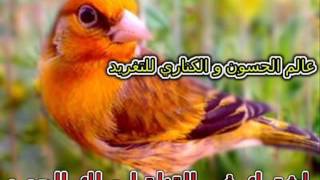 Chardonneret Royaleتغريد الحسون الملكي [upl. by Eentirb]