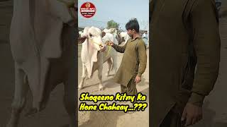 Shoqeeno Kitny Ka Hona Chaheay  Multan Janwar Mandi Update [upl. by Bello]