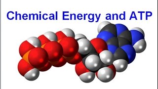 Chemical Energy and ATP honors biology updated [upl. by Nireves]