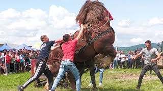 Cai de tracțiune proba de simplu Baia Mare 11 Mai 2024 [upl. by Berfield]