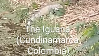 La Iguana Lagosol Cundinamarca Colombia 2 Julio 2022 [upl. by Saylor]