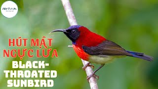 ✅Tiếng chim Hút mật Ngực lửa đỏ ✅Blackthroated Sunbird Aethopyga saturata ✅นกกินปลีหางยาวคอดำ [upl. by Naellij]