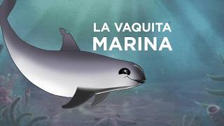 Expedición Vaquita 2017 animación [upl. by Llemart671]