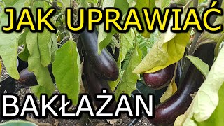 Jak uprawiać Bakłażan  Uprawa Bakłażana KROK po KROKU [upl. by Akiras]