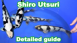 How to select a good Shiro Utsuri Detailed guide [upl. by Athena]