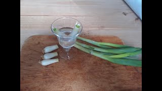 How To Regrow Green Onions Scallions or Spring Onions [upl. by Nohtanoj]