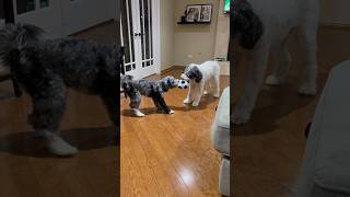 Aussiedoodle Vs Bernedoodle Puppy TugOWar 😮 [upl. by Prosser425]