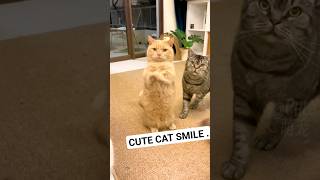 Cute Cat smile cat viral funny cats catvideos [upl. by Cioffred]