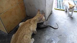 Cat catches a rat [upl. by Daly]