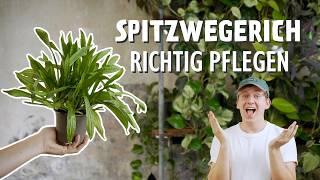 Das wohl LECKERSTE Wildkraut So pflegst und vermehrst du Spitzwegerich richtig 🌱 [upl. by Oderf]