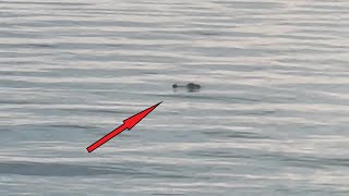 American Crocodile in Brevard County Florida [upl. by Lenej]