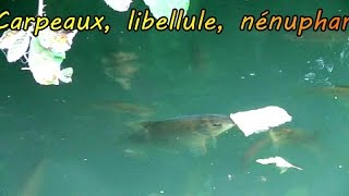 Poissons carpeaux libellule et nénuphars [upl. by Ottillia]