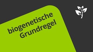 Die biogenetische Grundregel  eine Darstellung  Biologie  Evolution [upl. by Sayres]