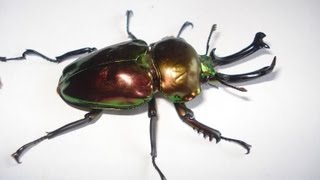 Phalacrognathus muelleri  Stag Beetle  HirschkÃ¤fer [upl. by Atterys]