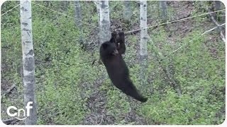 Black Bear Climbs For Treat  Tightrope For Food [upl. by Boggers790]