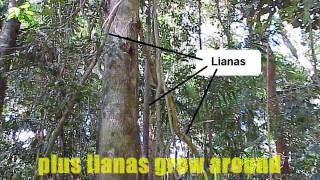 GCSE KS3 Geography Rainforest movie [upl. by Nnairrehs]