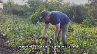 El manejo de arvenses en agricultura ecológica [upl. by Nosnirb]