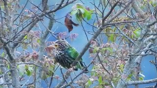 Sounds of Brown headed barbet [upl. by Sheffie487]