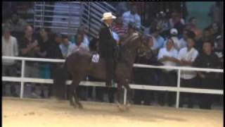 pasofino JOYERO III GC Mundial Paso fino 2011 [upl. by Koh801]