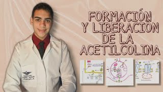 06  Biología Molecular de la Formación y Liberación de Acetilcolina Fármacos sobre la Transmisión [upl. by Nosirb]